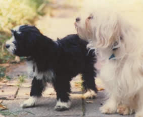 Schanti s